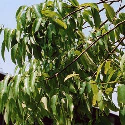 Oak, Bamboo-leaf